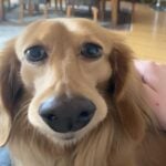 pet filter saga