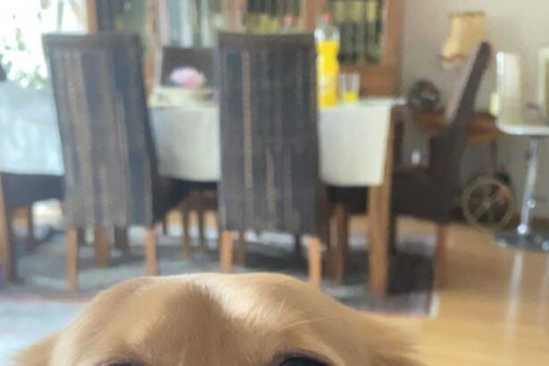 pet filter saga
