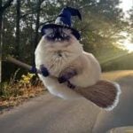 the flying cat meme-embracing-the-joy-of-giving-up