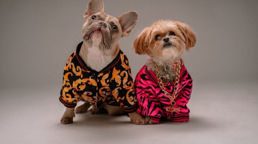Celebrity Pets With More Followers Than You