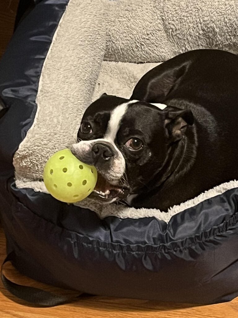 pickleball for pets