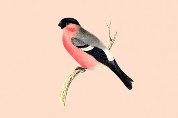 bird test viral relationship tiktok
