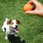 pickleball for pets-viral-trend