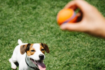 pickleball for pets-viral-trend
