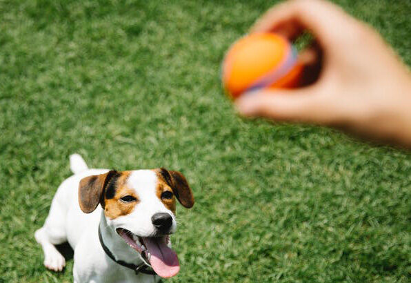 pickleball for pets-viral-trend