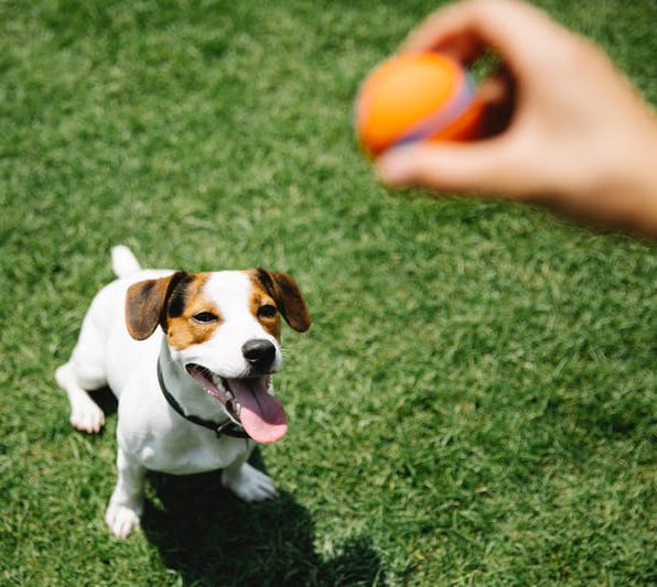 pickleball for pets-viral-trend