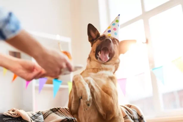 pet dna parties