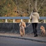 Pet Sitting & Dog Walking