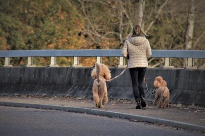 Pet Sitting & Dog Walking