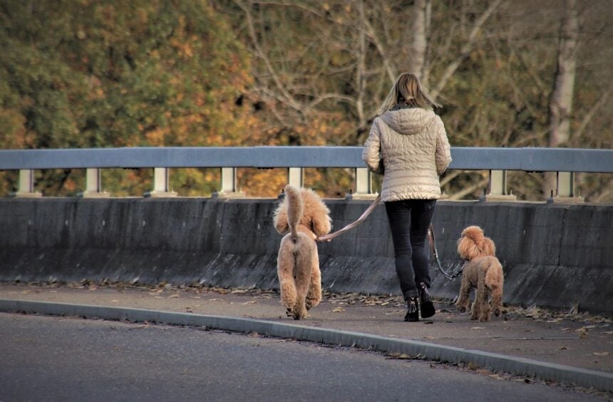 Pet Sitting & Dog Walking