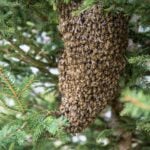 Urban Beekeeping Is Booming — Here’s What That Means for Food Supply | BigTrending
