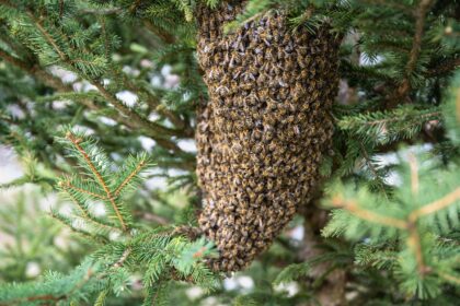 Urban Beekeeping Is Booming — Here’s What That Means for Food Supply | BigTrending