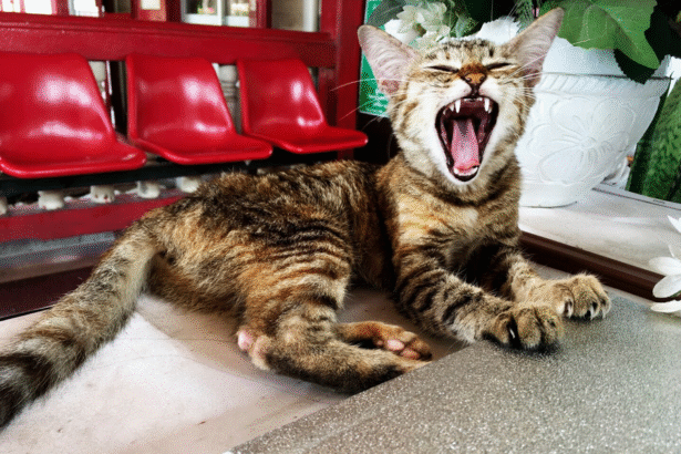 Cats Crashing