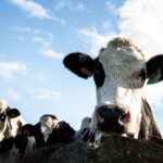 Regenerative Agriculture